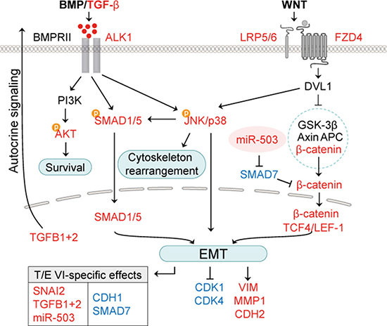 Working model for T/E-induced effects on BMP/TGF-&#x03B2; and WNT/&#x03B2;-catenin signaling pathways.
