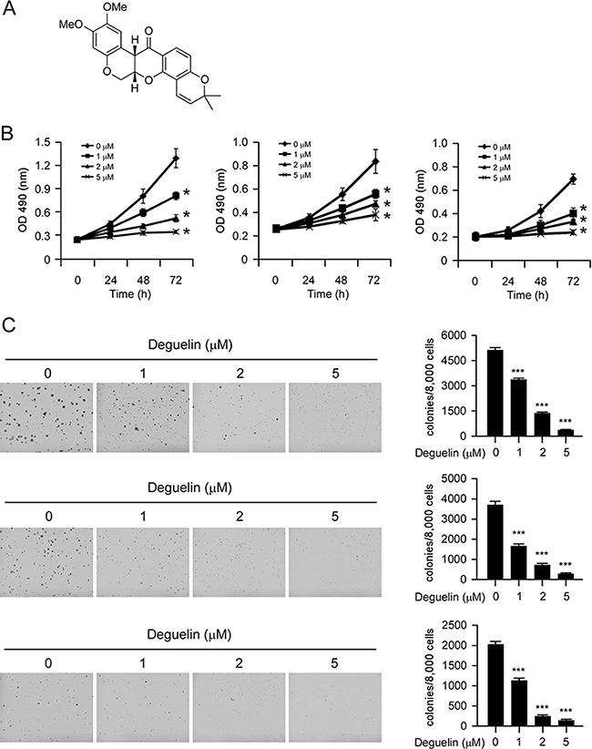 Inhibitory effects of deguelin on growth of NSCLC cells.