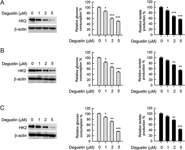 Deguelin regulates glycolysis in NSCLC cells.