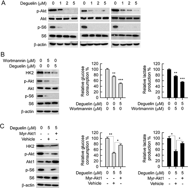 Akt is required for deguelin-suppressed NSCLC glycolysis.