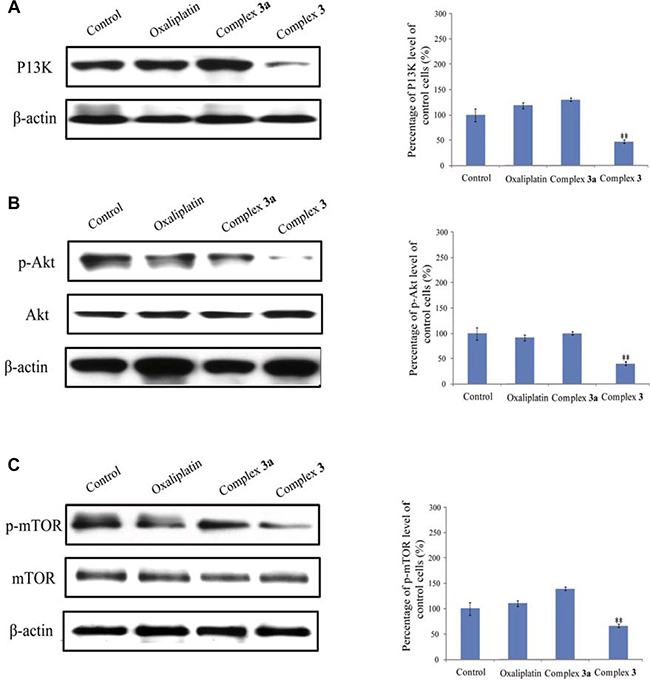 Complex 3 inhibits the PI3K/Akt/mTOR signaling pathway.