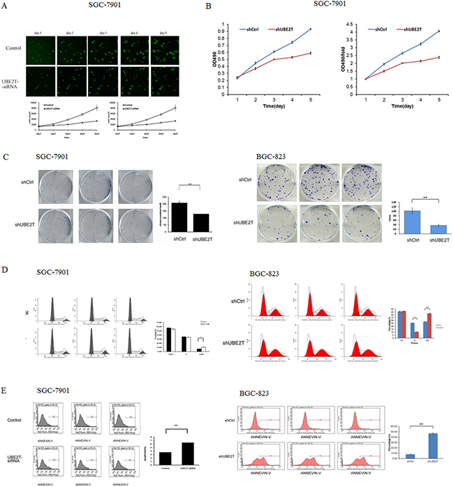 Suppression of UBE2T inhibits growth and colony formation in gastric cancer cells.