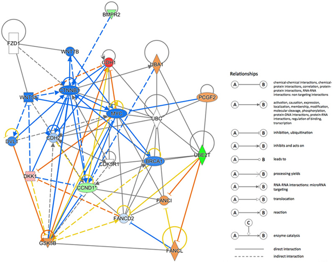 UBE2T regulation network.