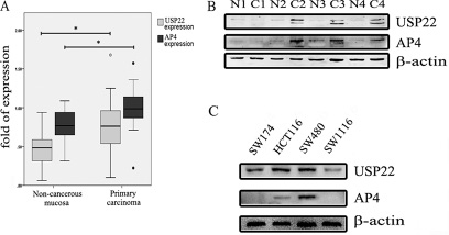 USP22 and AP4 expression in CRC tissues and cells.