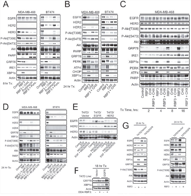 Ongoing protein synthesis is required for DDA induction of UPR, and elevated DDA sensitivity due to forced EGFR or HER3 overexpression correlates with enhanced HER3 downregulation and increased ER stress.