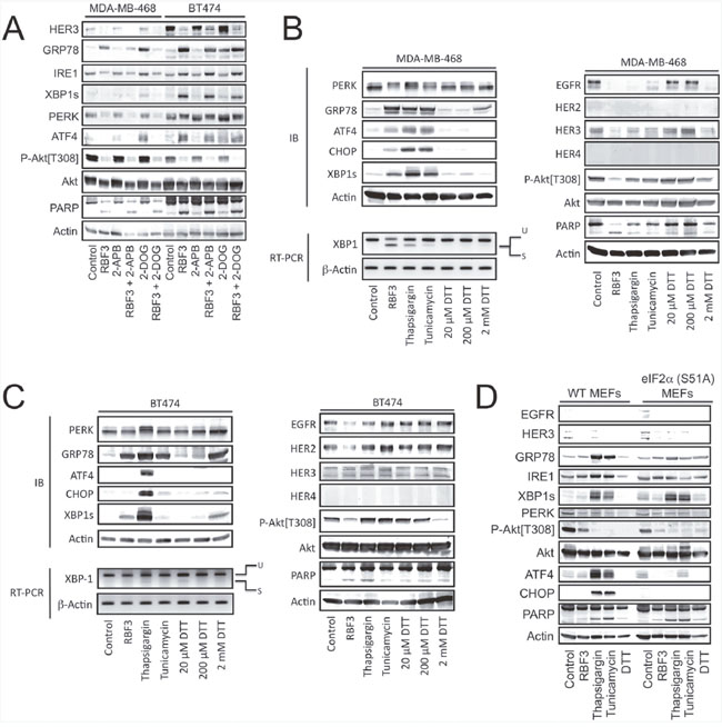 DDA activation of UPR is separable from effects on HER1-3 levels and Akt phosphorylation.