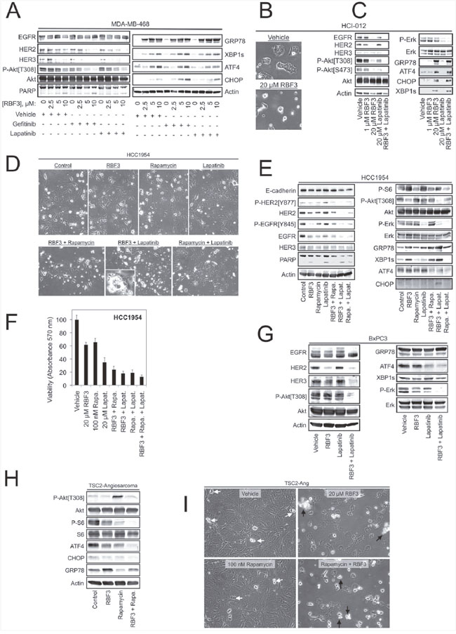 DDAs may be useful in combination therapies for combating resistance to mTORC1-, EGFR-, or HER2-targeted agents.