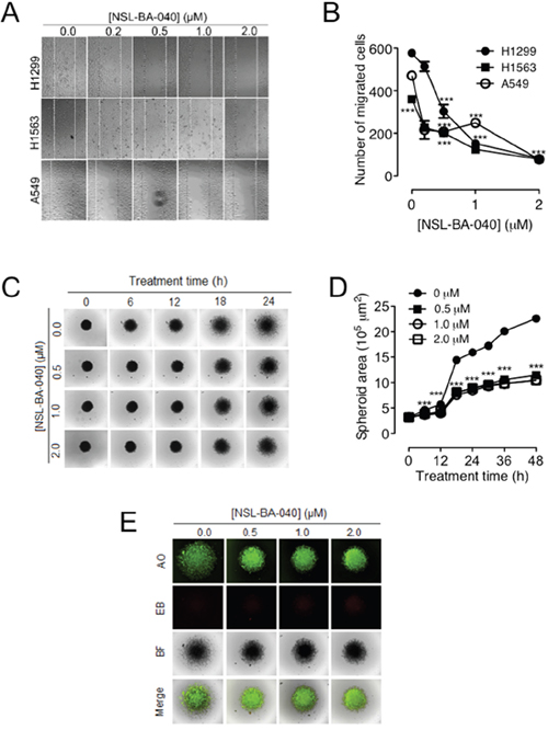 NSL-BA-040 suppresses lung cancer cell migration in 2D and 3D cultures.