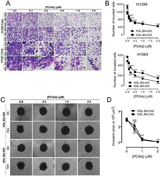 PCAIs suppress 2D and 3D cell invasion.