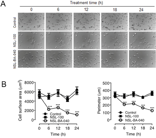 NSL-BA-040-induced changes in H1299 cell morphology are dependent on the farnesyl moiety.