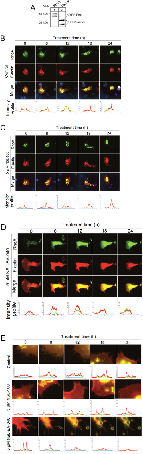 PCAIs decouple RhoA/F-actin intensity profiles, induce exocytosis and loss of F-actin and disrupt Filopodia in H1299 cells.