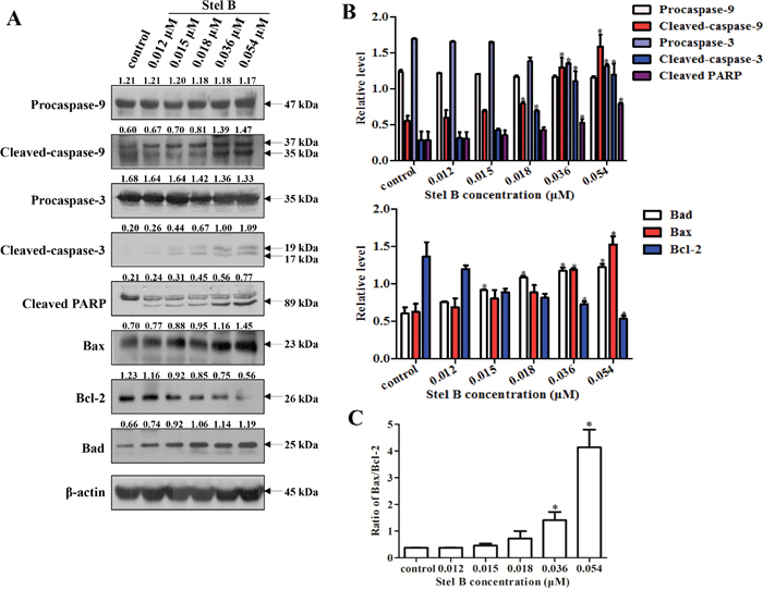 Effect of Stel B on the expression of apoptosis-related proteins in K562 cells.