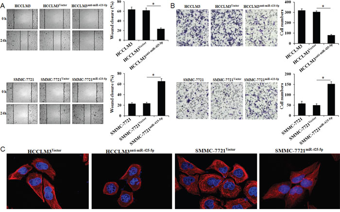 MiR-425-5p promotes HCC cell migration and invasion in vitro.