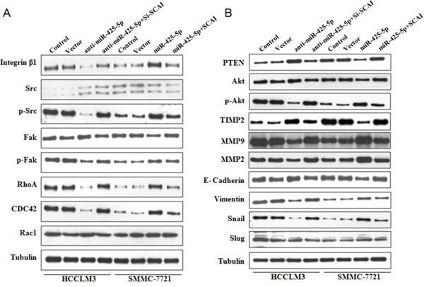 Western blot analysis of protein expression in HCC cells following ectopic expression or silencing of miR-425-5p, as well as ectopic expression or silencing of SCAI.
