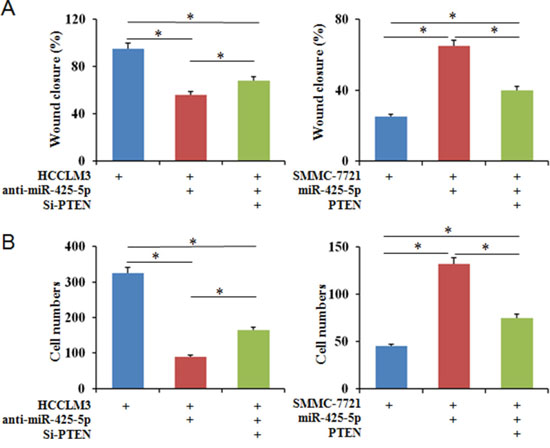 PTEN partially blocks the effects of miR-425-5p on the migration and invasion of HCC cells.