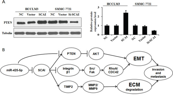 (A) SCAI stimulates PTEN expression.