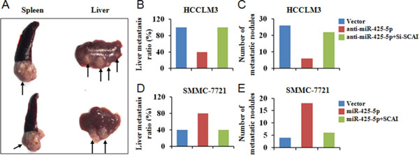 MiR-425-5p promotes metastasis in vivo.