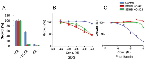 Growth of SDHB knockout cells dependent on glycolysis.