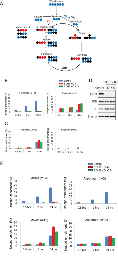 Bidirectional carbon flow in the TCA cycle in SDHB-deficient cells.