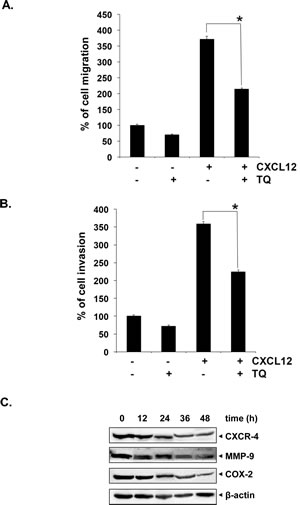 Fig 4: TQ inhibits migration and invasion of MM cell lines.