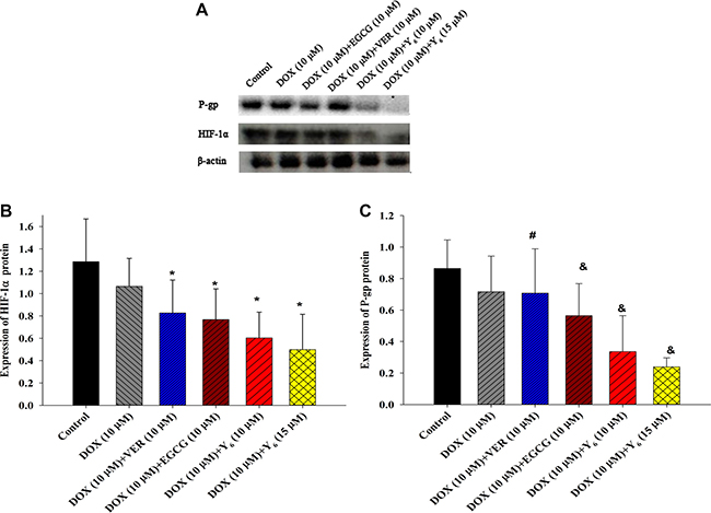 The expression of HIF-1&#x03B1; and P-gp proteins.