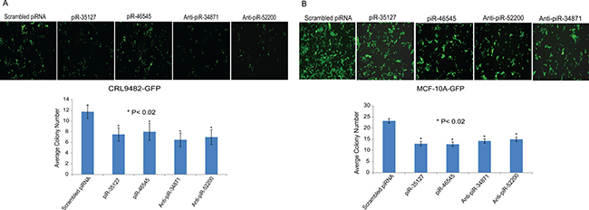 Impact of piR-35127, piR-46545, anti-piR-34871, and anti-piR-52200 on colony formation.