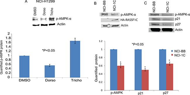 AMPK phosphorylation.