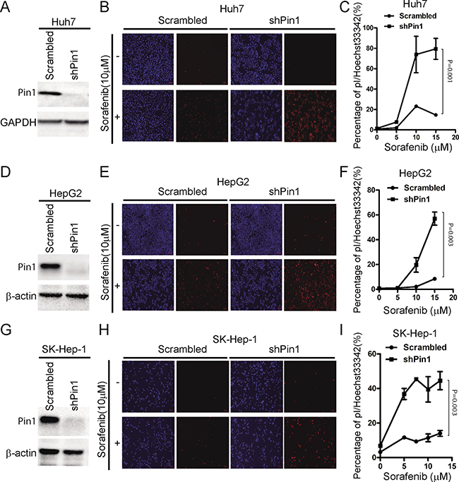 Knockdown of Pin1 sensitizes HCC cells to sorafenib-induced cell death.