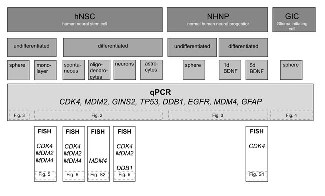 Overview of experimental design.