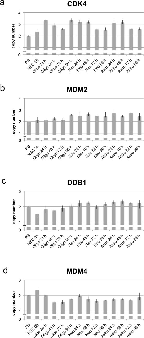 Copy number analysis of CDK4, MDM2, DDB1 and MDM4 using qPCR in neural stem cells and during differentiation.