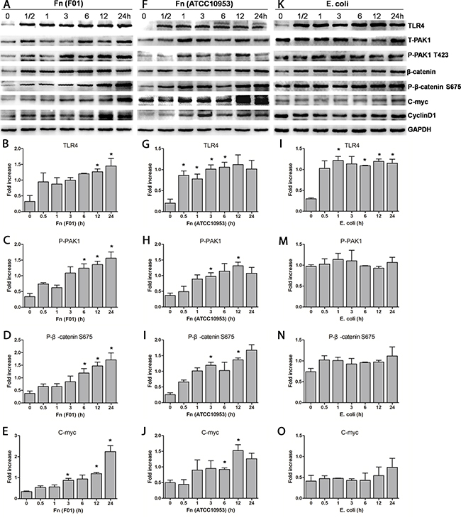 Fn activates the &#x03B2;-catenin signaling pathway in SW480 cells through the TLR4/P-PAK1/P-&#x03B2;-catenin S675 cascade.