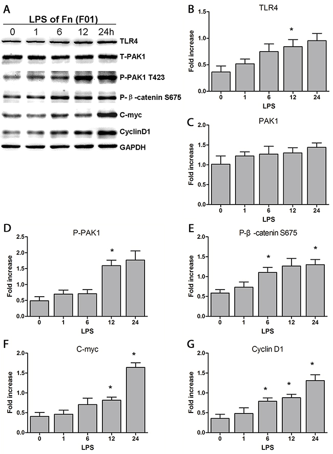 LPS of Fn could be the main reason for activation of the &#x03B2;-catenin signaling pathway through the TLR4/P-PAK1/P-&#x03B2;-catenin S675 cascade.