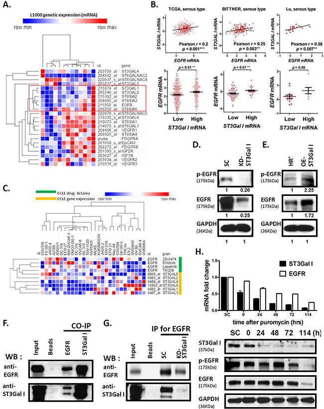 ST3GalI interacts with EGFR signaling pathway in ovarian cancer.