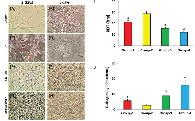 Proliferation and collagen production of rat skin cells cultured in four conditions.