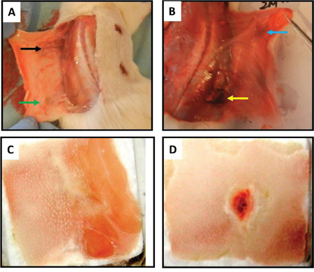 Gross-view images of the inside rat back skin wounds with four different treatments for 12 days.