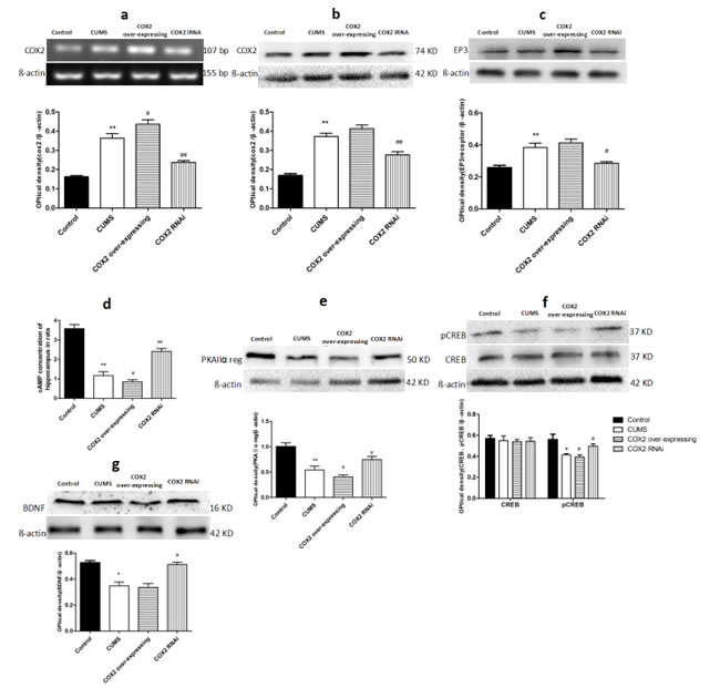 Effects of COX2 RNAi and overexpression on the levels of COX2, EP3, cAMP, PKAII&#x3b1; reg, p-CREB/CREB, and BDNF in the hippocampus of CUMS-treated rats.