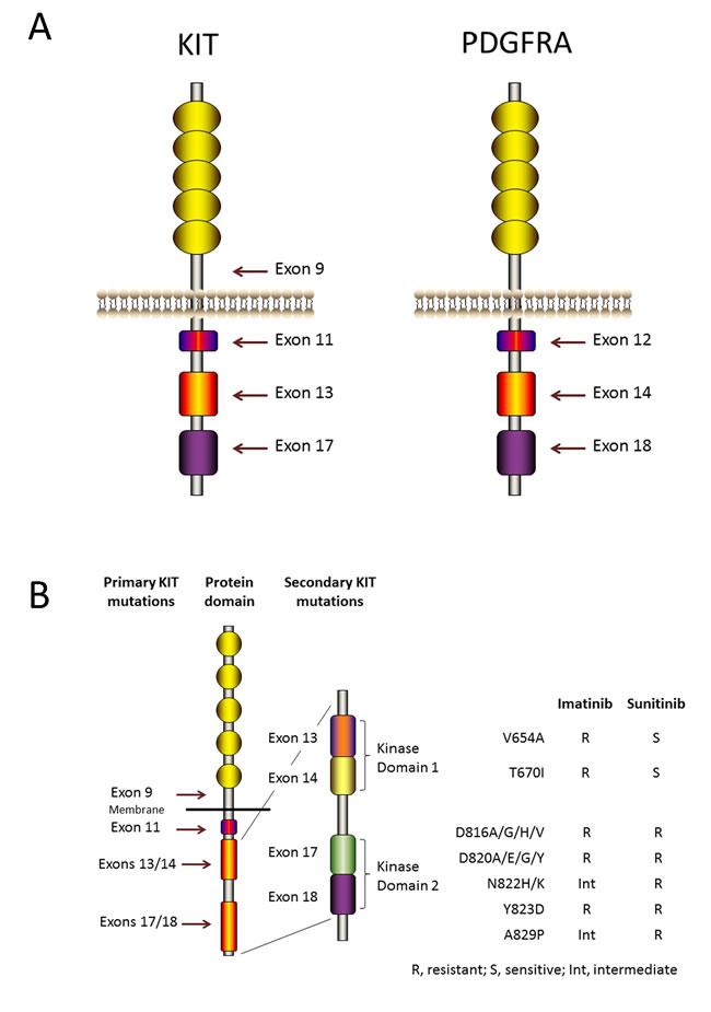 KIT and PDGFRA structure and mutations.