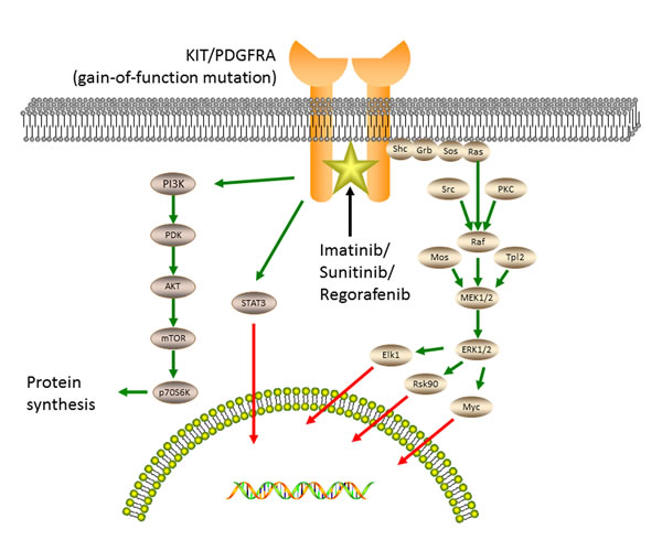 Oncogenic tyrosine kinase signaling and accessory pathways responsible for the pathogenesis of GISTs.