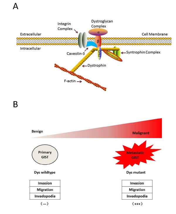 Dystrophin is a novel tumor suppressor that regulates GIST invasion, migration, anchorage-independent growth and invadopodia formation.