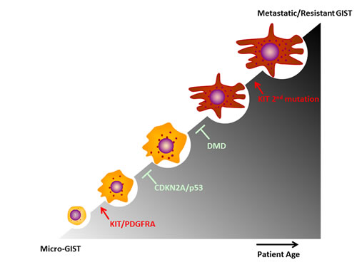 Major genomic alterations promote GIST progression.