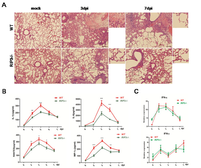 Pulmonary inflammation is alleviative following H7N9 virus infection in RIP3-/- mice.