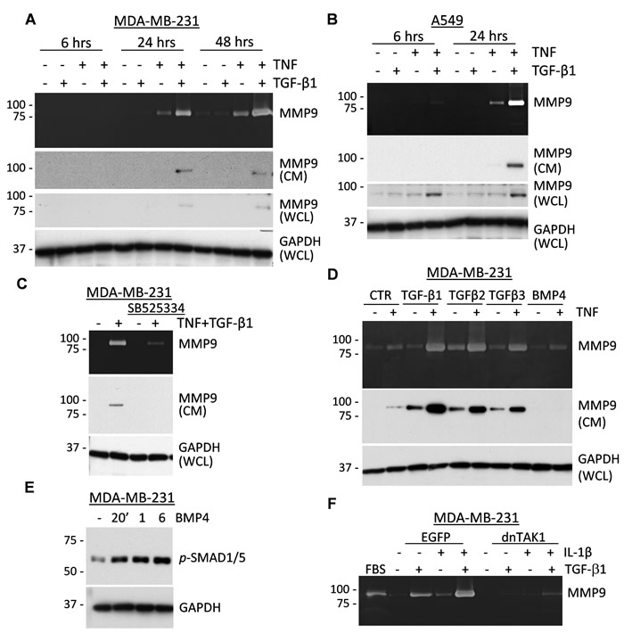 TNF and TGF-&#x3b2;-family cytokines co-regulate secretion of MMP9.