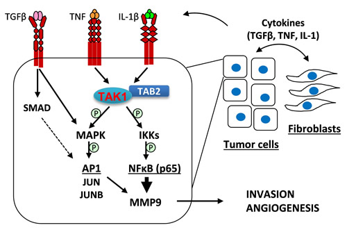 A model of tumor-fibroblast interactions in the regulation of MMP9 expression.