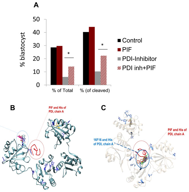 PIF effect on PDI inhibitor induced oxidative stress in cultured embryos.