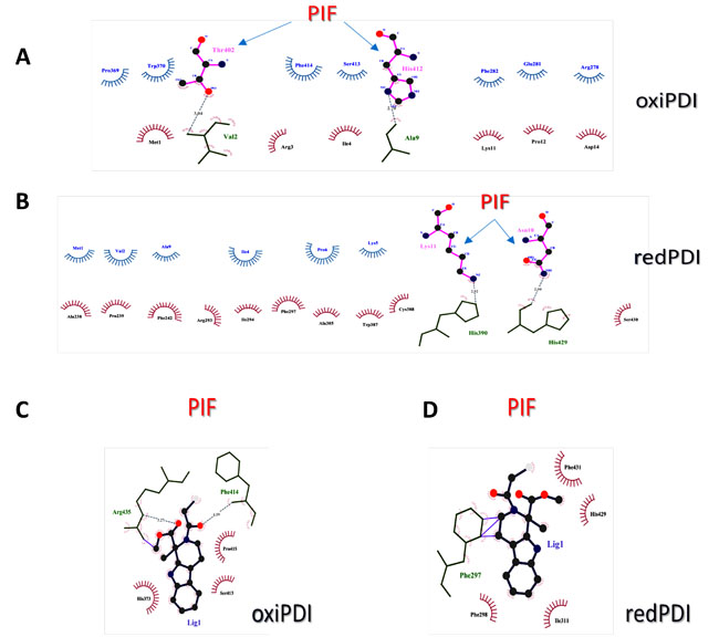 Analysis of PIF and PDI inhibitor interaction with PDI.