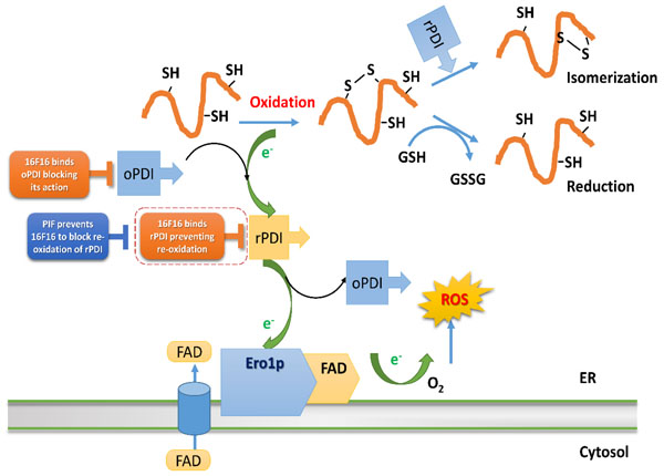 PIF mechanism of action on PDI oxi/reduction pathways.
