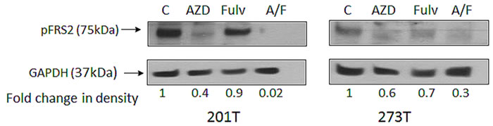 Phosphorylation of FRS2 in presence of fulvestrant and AZD4547.