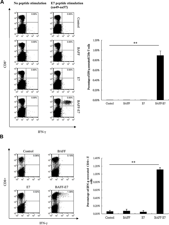 Characterization of the HPV16 E7-specific CD8+ T-cell immune responses in TC-1 tumor-bearing mice vaccinated with the BAFF, E7, or BAFF-E7 DNA vaccine.