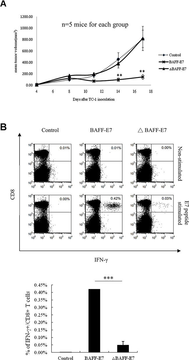 Antitumor effect of the BAFF-E7 and &#x0394;BAFF-E7 DNA vaccines in vivo.