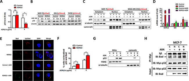 NDRG2 overexpression attenuates p53 nuclear translocation.